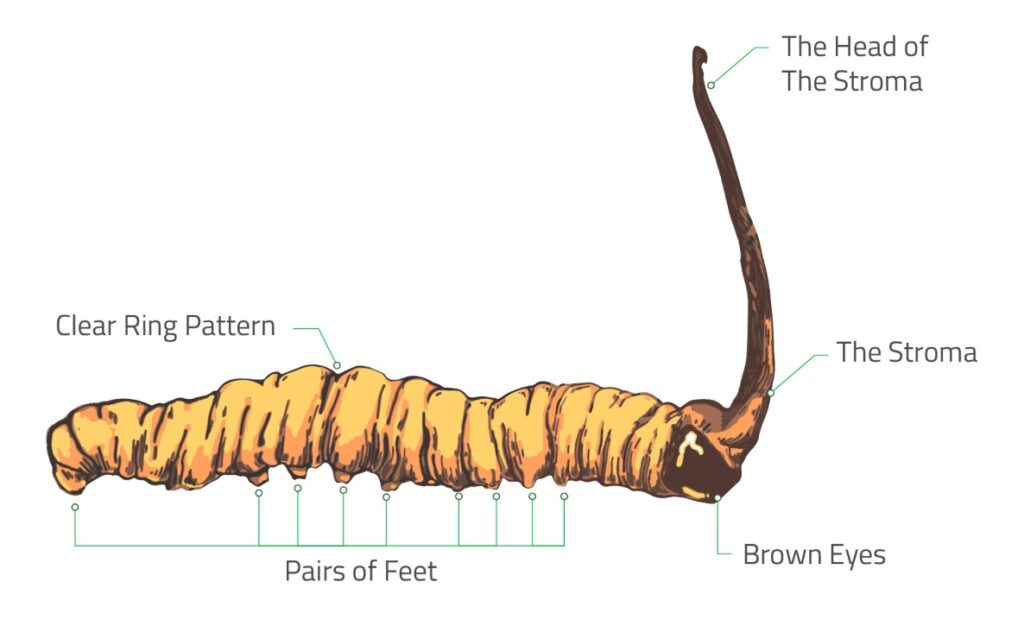 Ophiocordyceps sinensis 